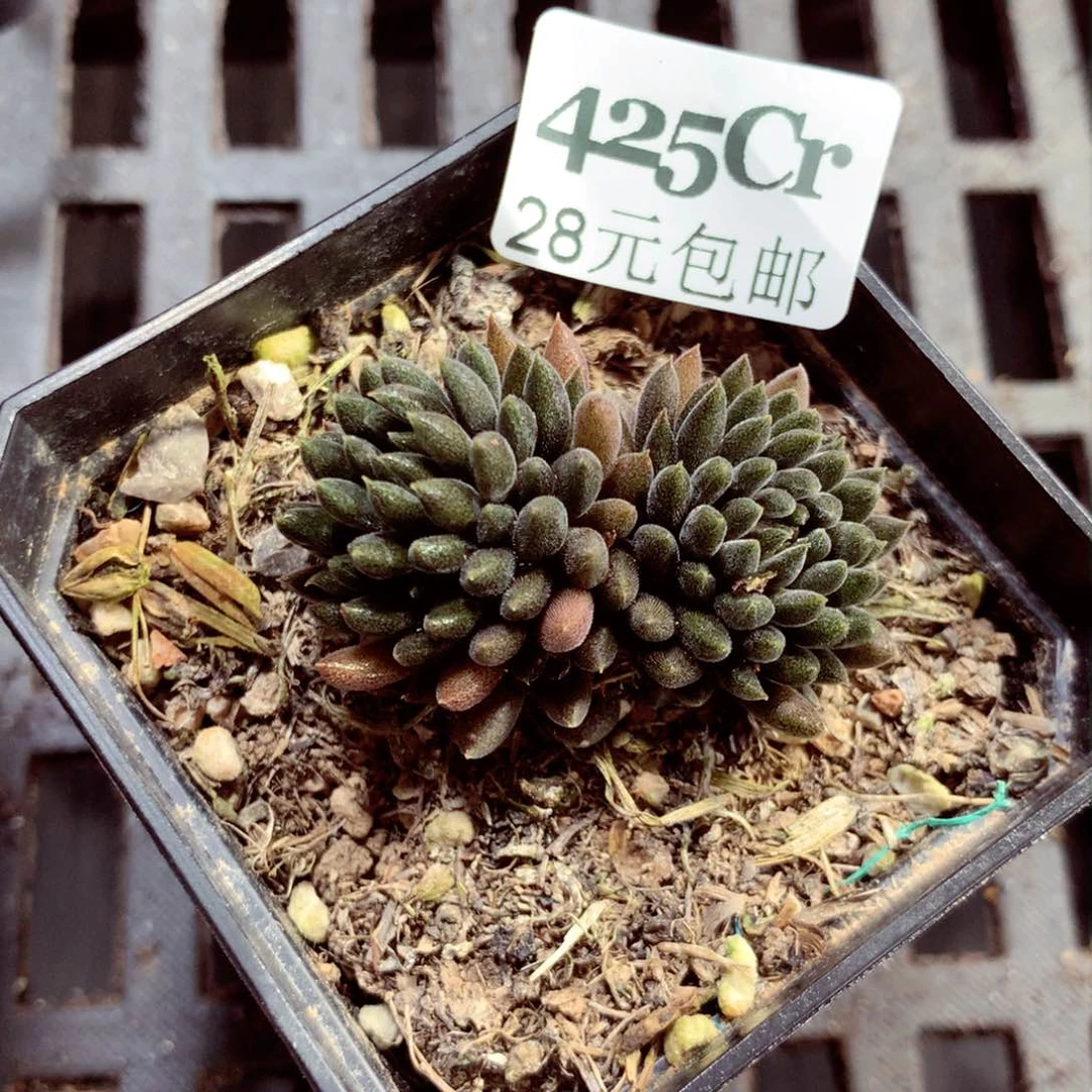 5厘米盆精控多肉425