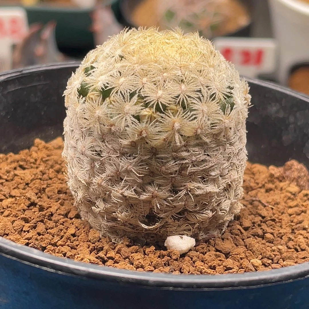 实生密刺白子法师仙人球