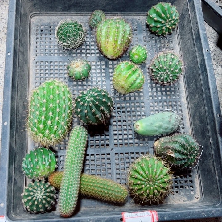 74框拍歪斑小无根侧芽无售后