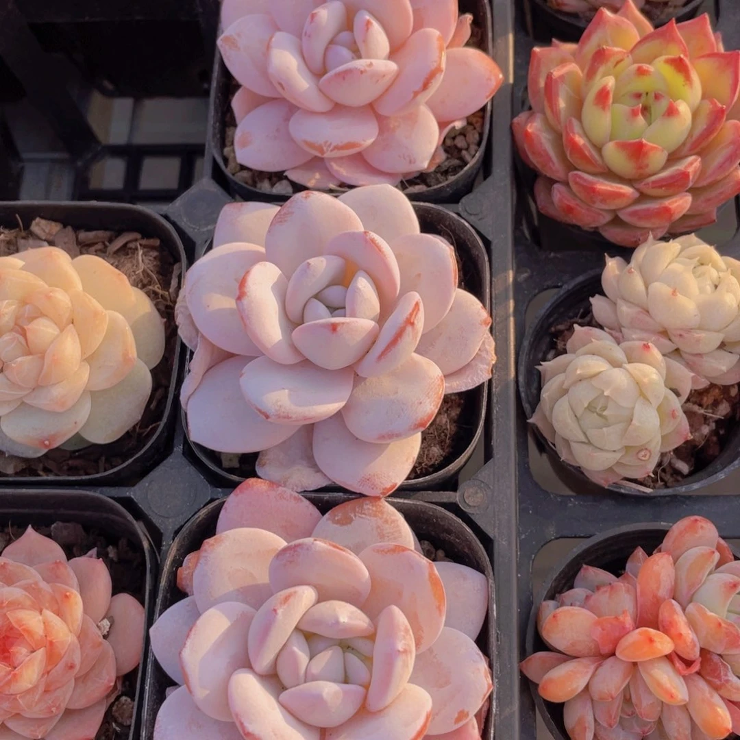 1678号宽叶全状态雪莲单头一个