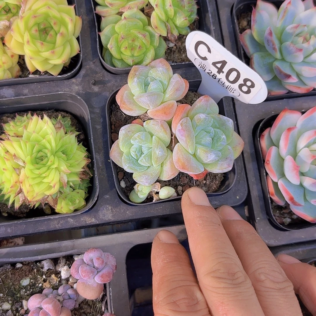 C408冰玉一物一拍