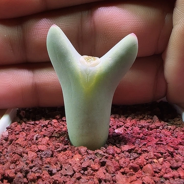 开播福利开播福利。732