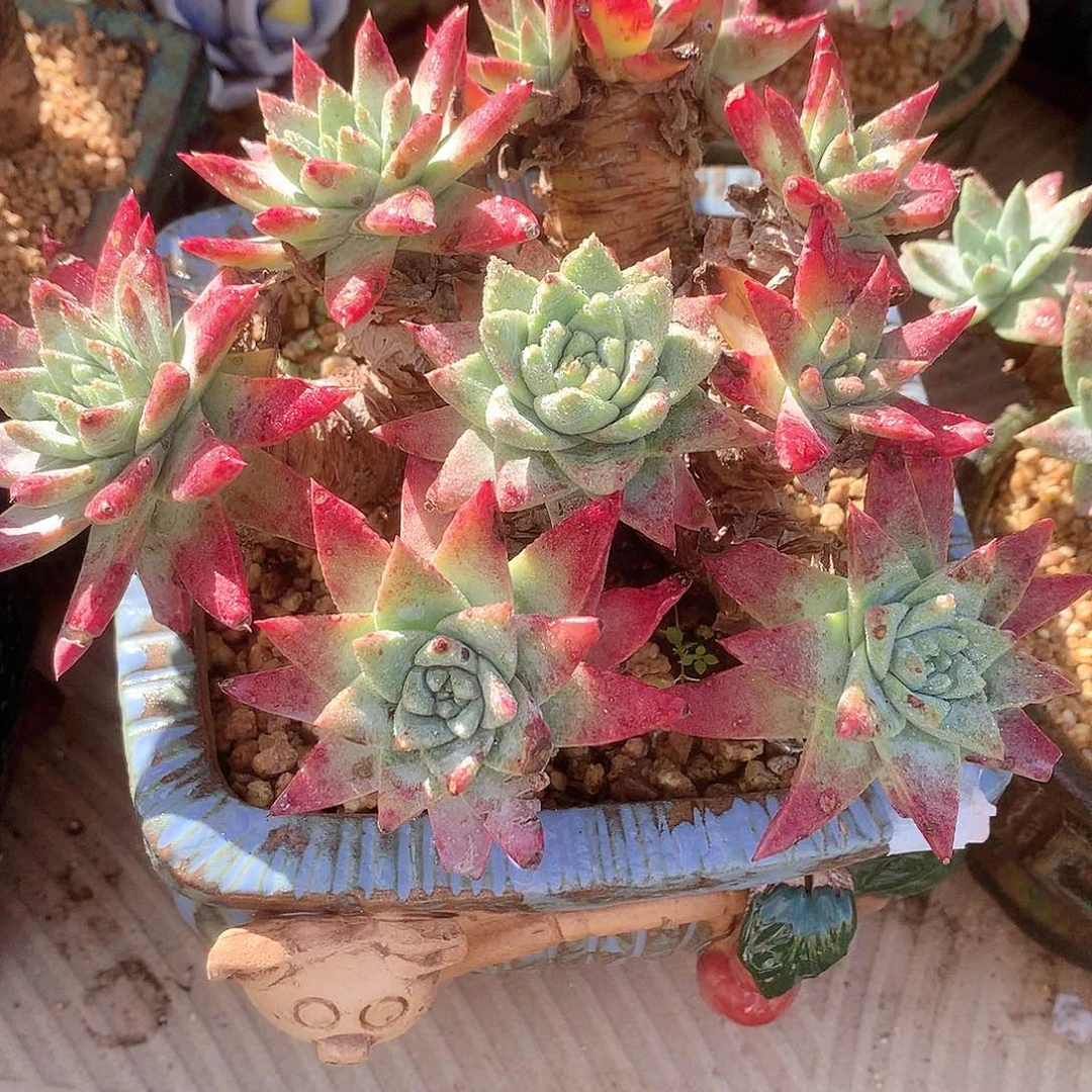 9972白雪仙女杯多肉