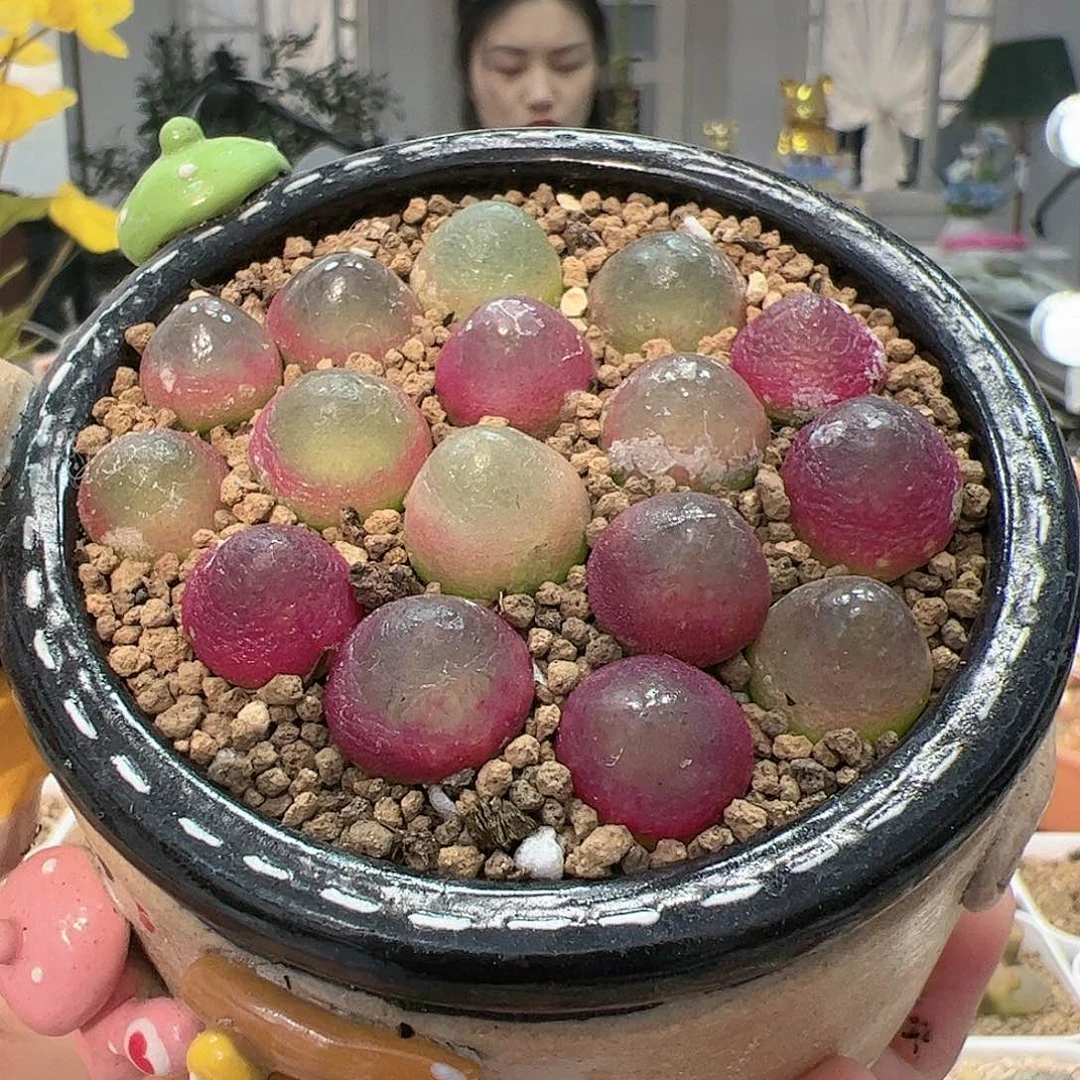 【闪购商品】灯泡10颗1cm 随机脱土