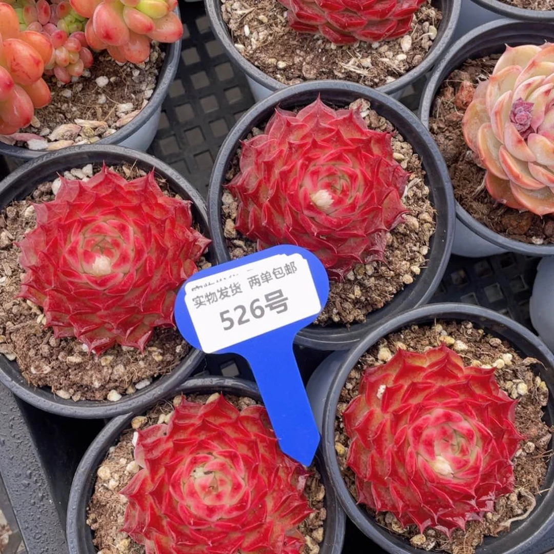 526号血红色海螺单头一个