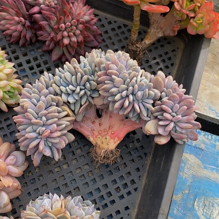 粉兔缀化 多肉植物