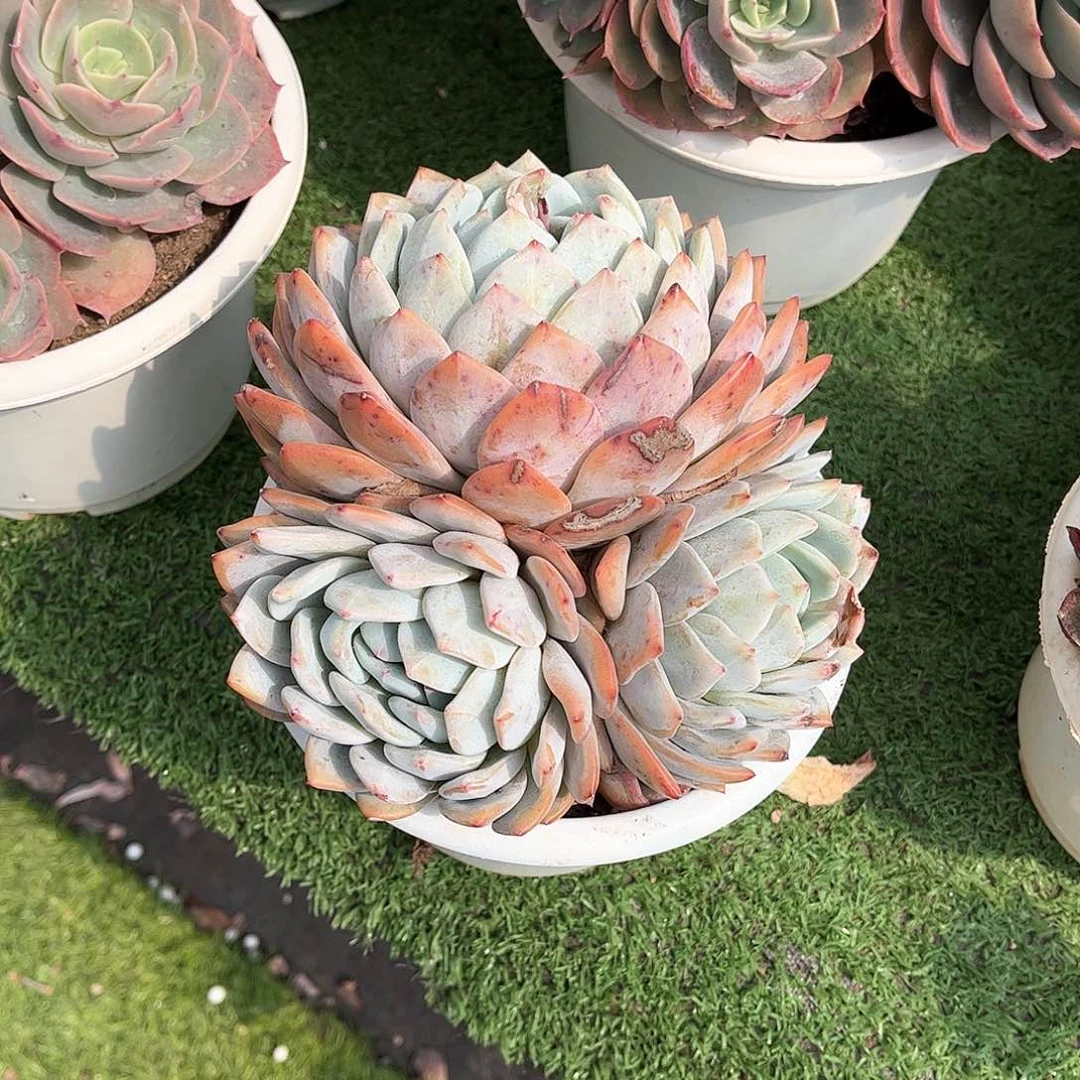 K*n橙子多肉植物保护66