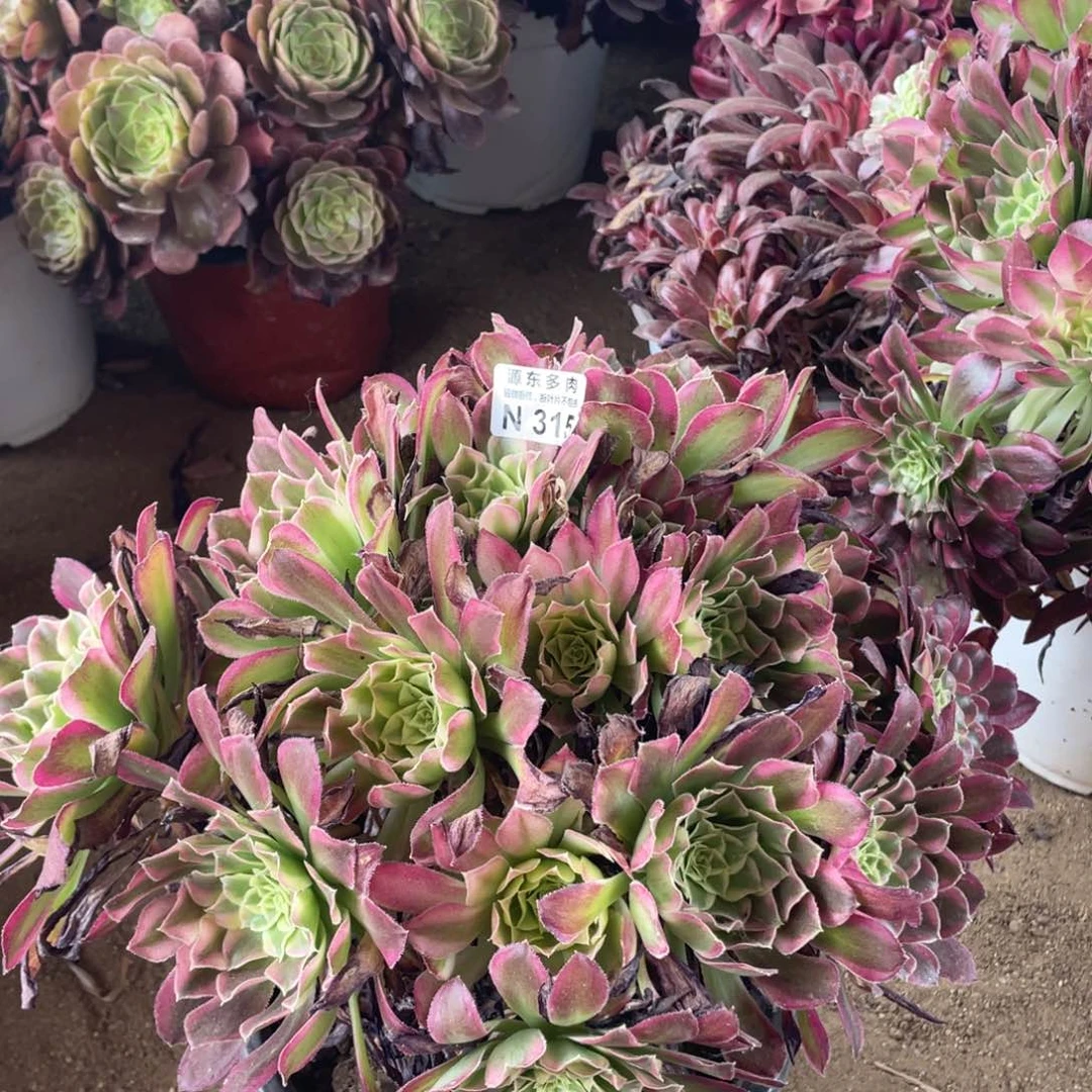 315天河多肉法师断枝不包