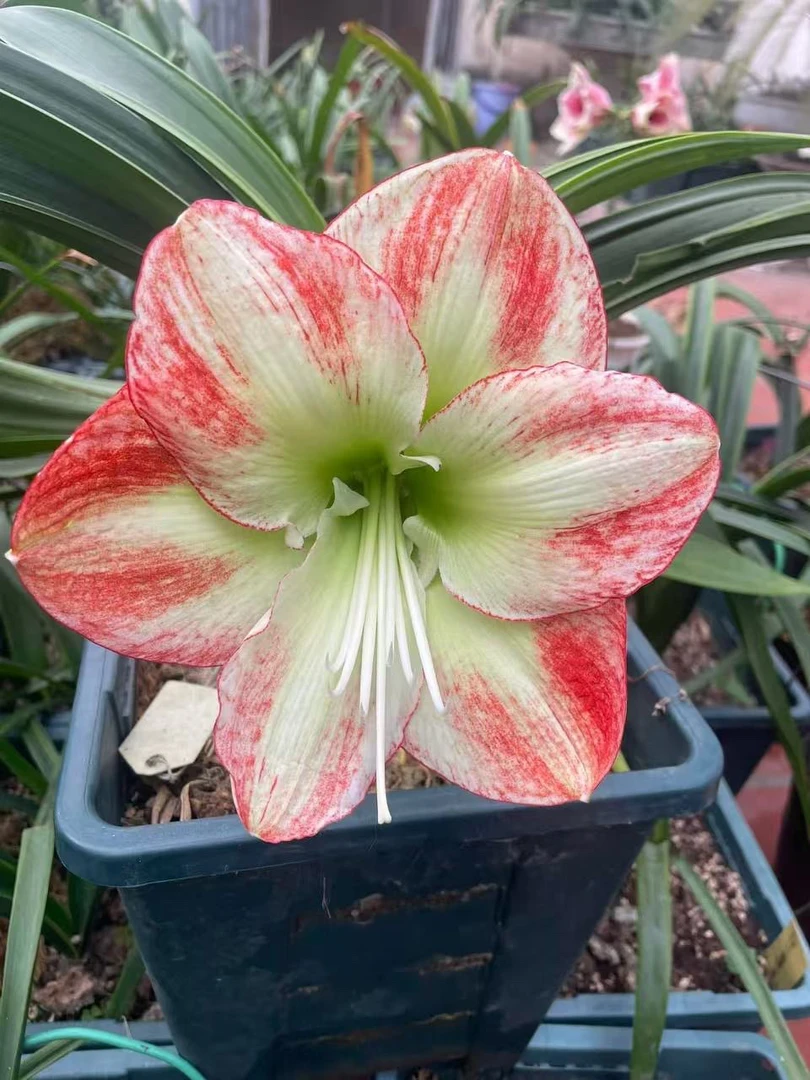 S孤听花园 柠檬 裸球