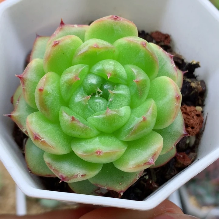 58包邮  群生不包整34