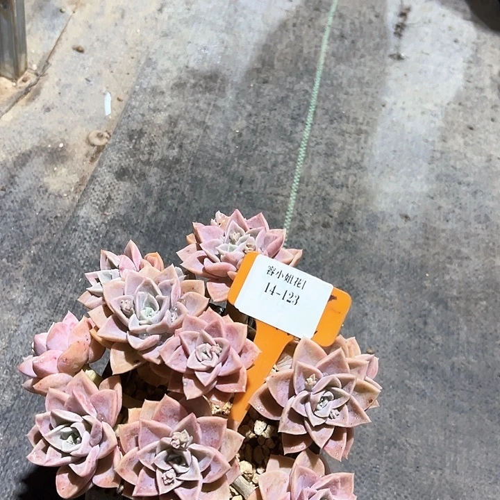 14.123哈利脱土一个