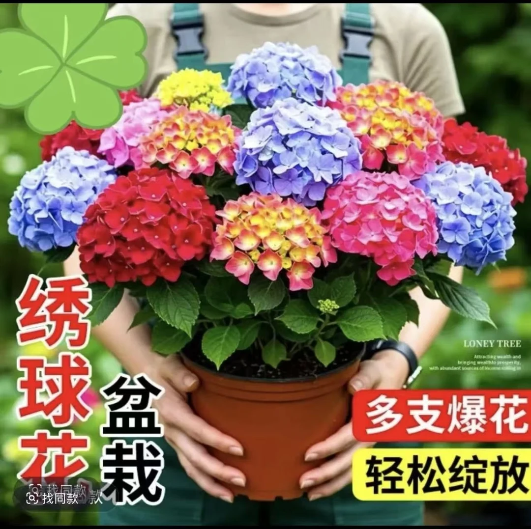 绣球花混色绣球花苗