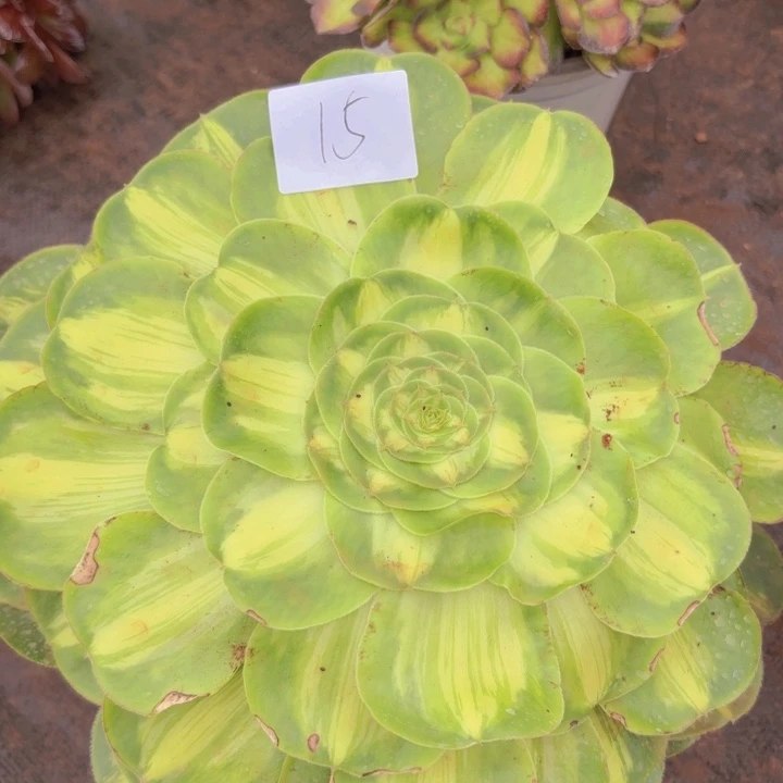 全部花朵015暴军无根手捧