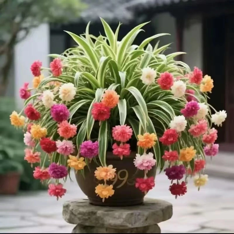 金边大花香水吊兰四季开新手好养护耐寒耐热花卉绿植盆栽花苗