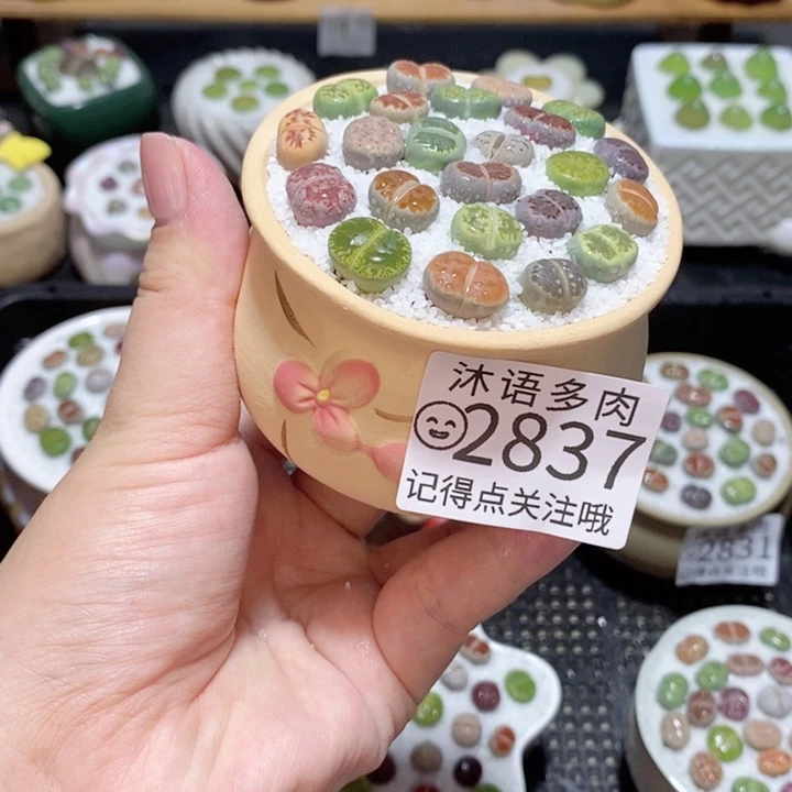 精美盆栽 一物一拍 2837