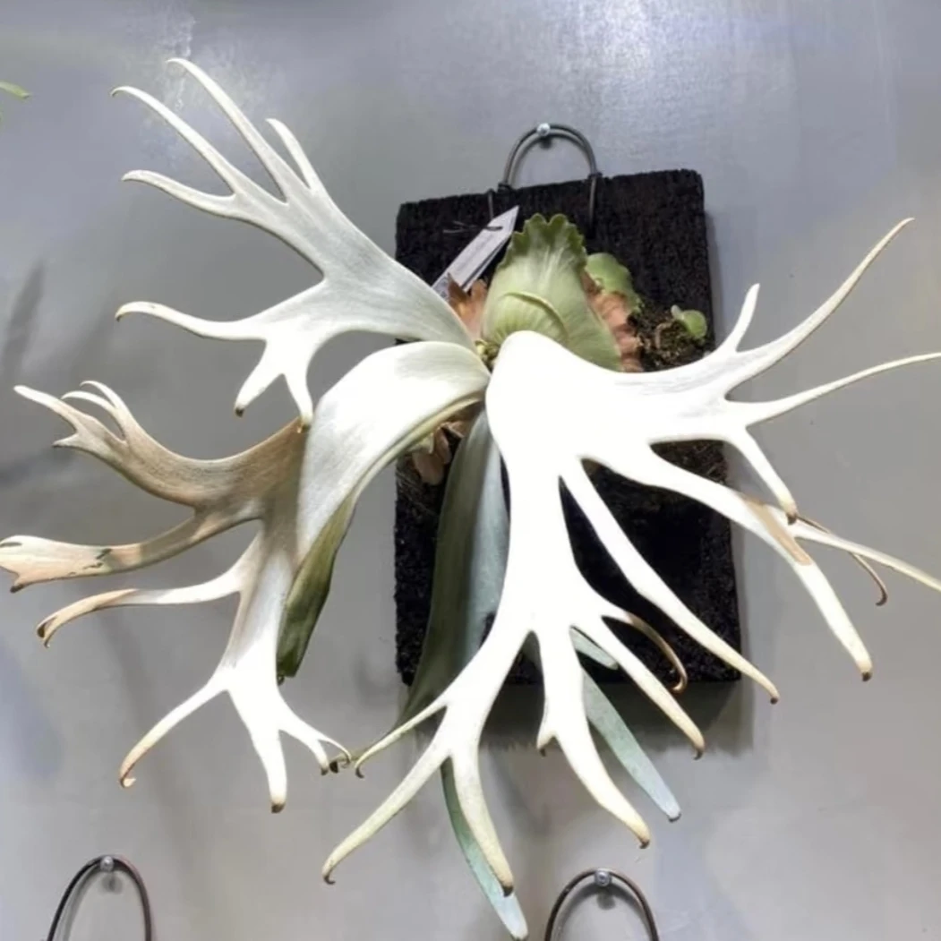 白波哥鹿角蕨，白天鹅鹿角蕨，爪哇优选品种，白色系列，颜值高挂板
