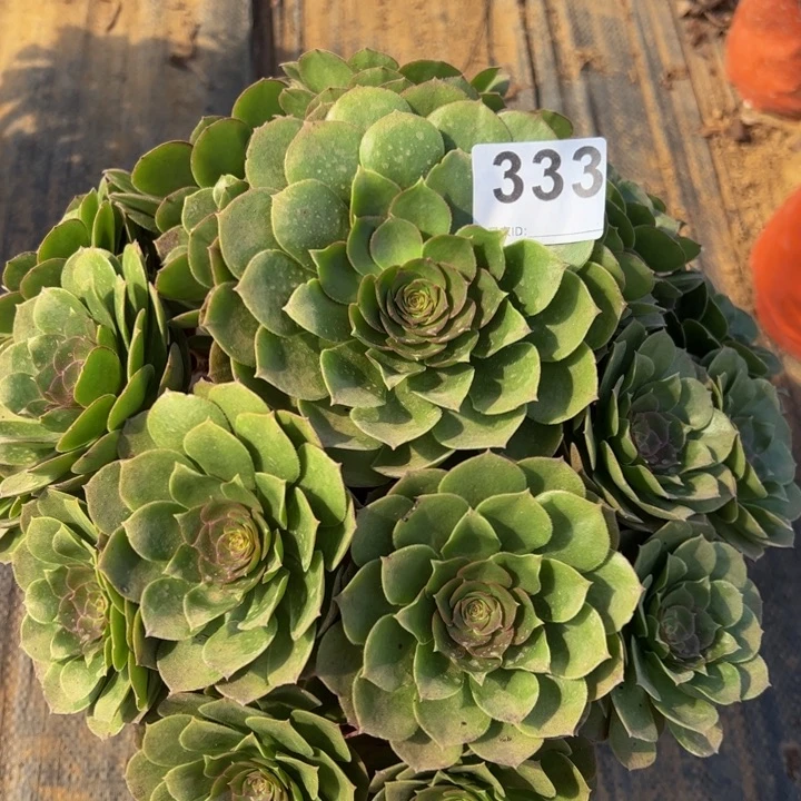 万圣节多肉植物333