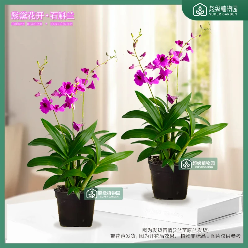 【带花苞发货】红泼墨石斛兰花卉盆栽多苗多花剑室内客厅四季开花