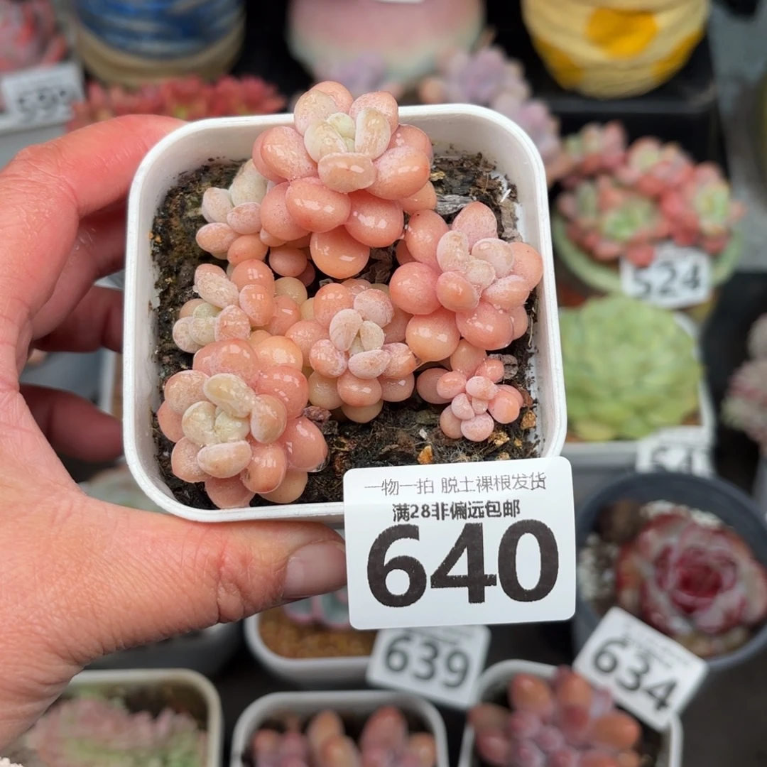 洛可可无盆土发货