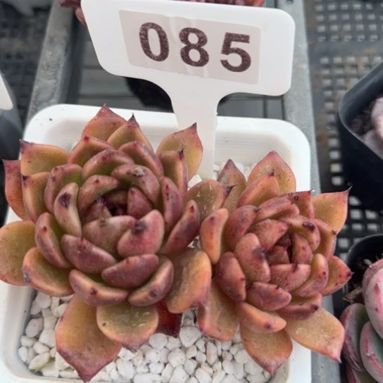 85黑水晶 一物一拍多肉