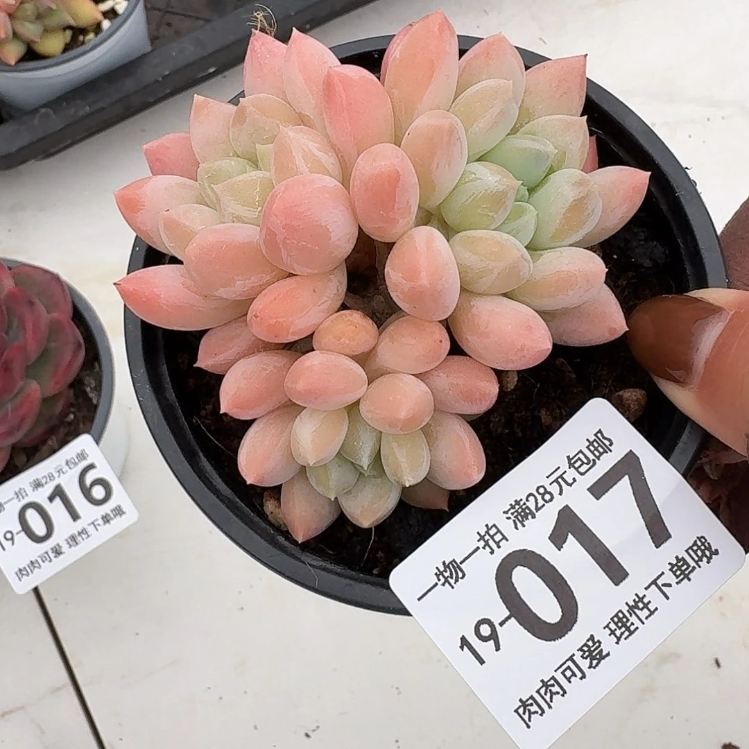 星空美人无盆土发货