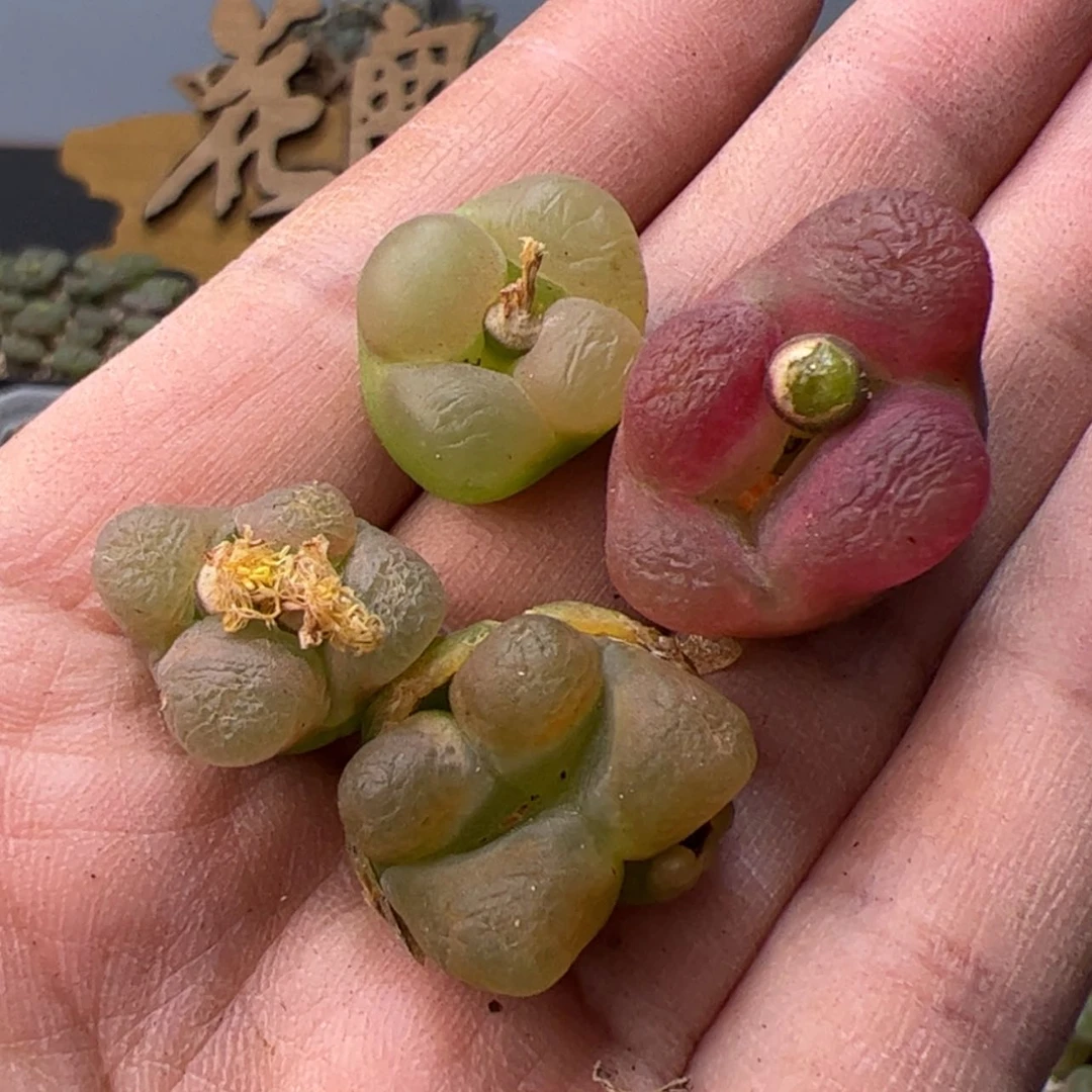 【闪购商品】000000012