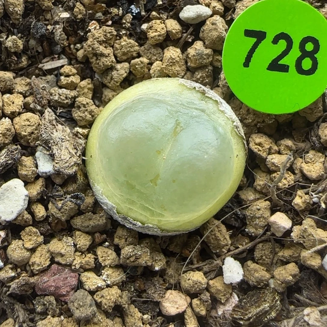 拉登1.4+多肉植物728