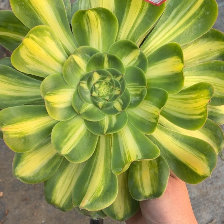 一物一拍暴君27法师多肉