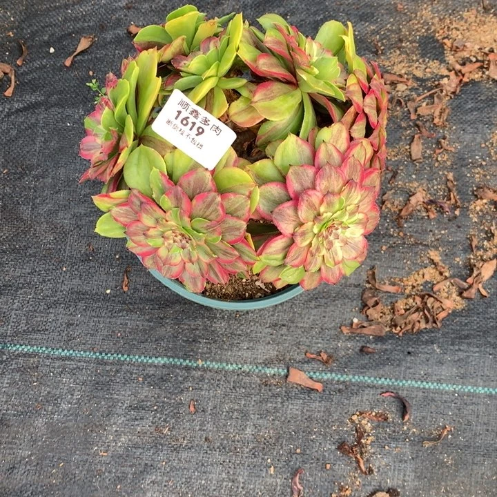 1619粉黛多肉植物