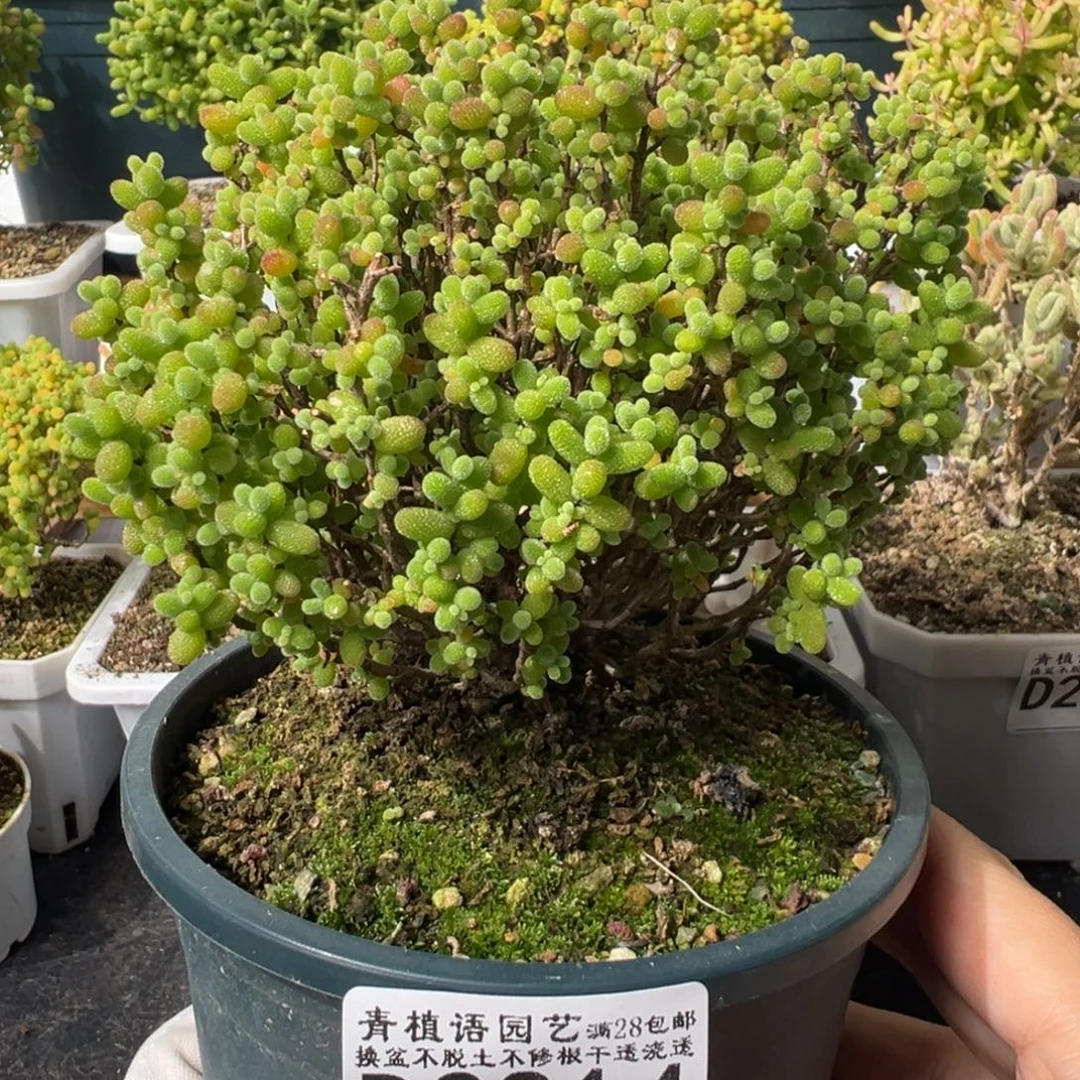 d2814金桔糖球枝干