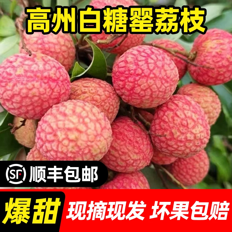 正宗广东茂名高州白糖罂荔枝当季新鲜水果果园现摘现发5斤整箱