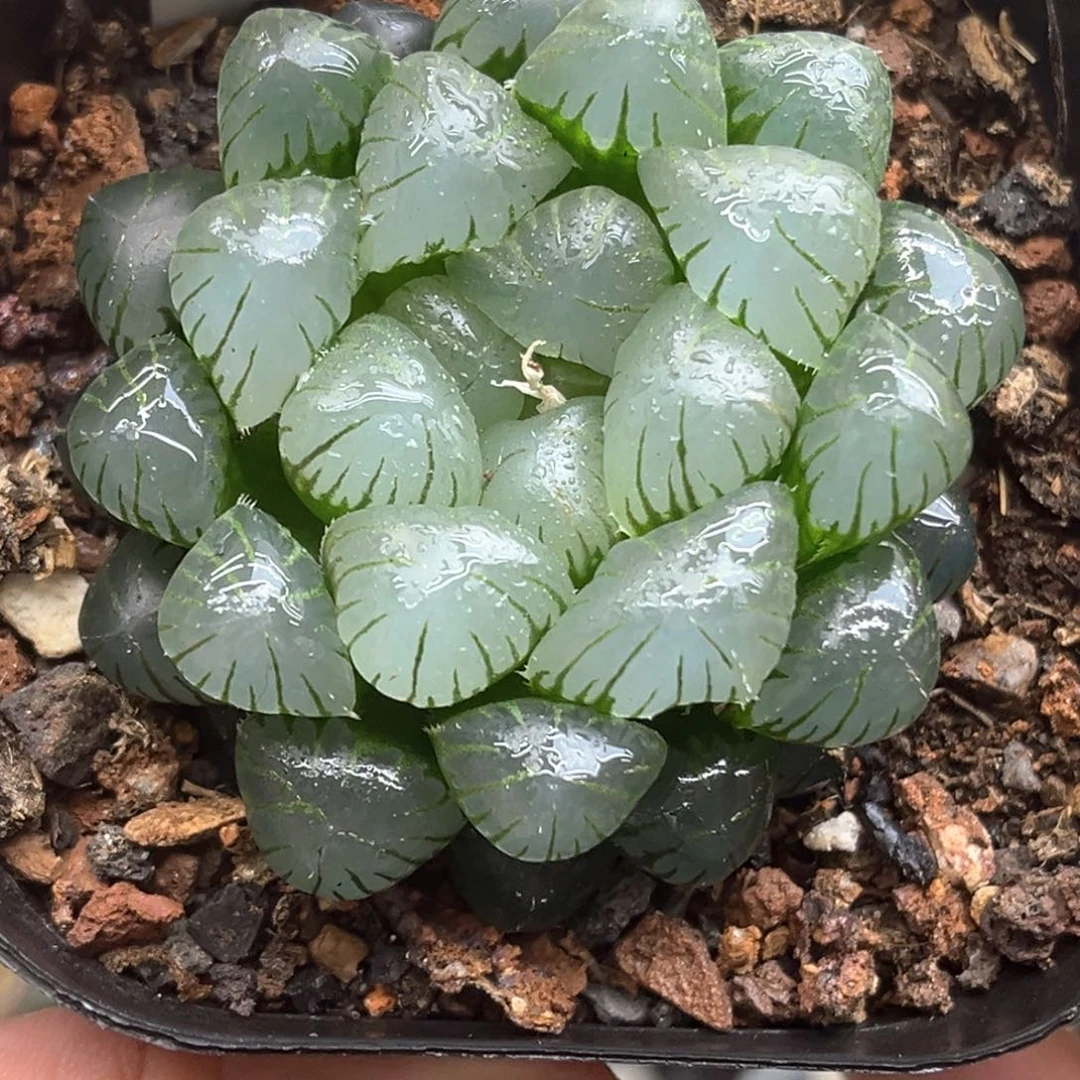 313冰灯发发发发发发