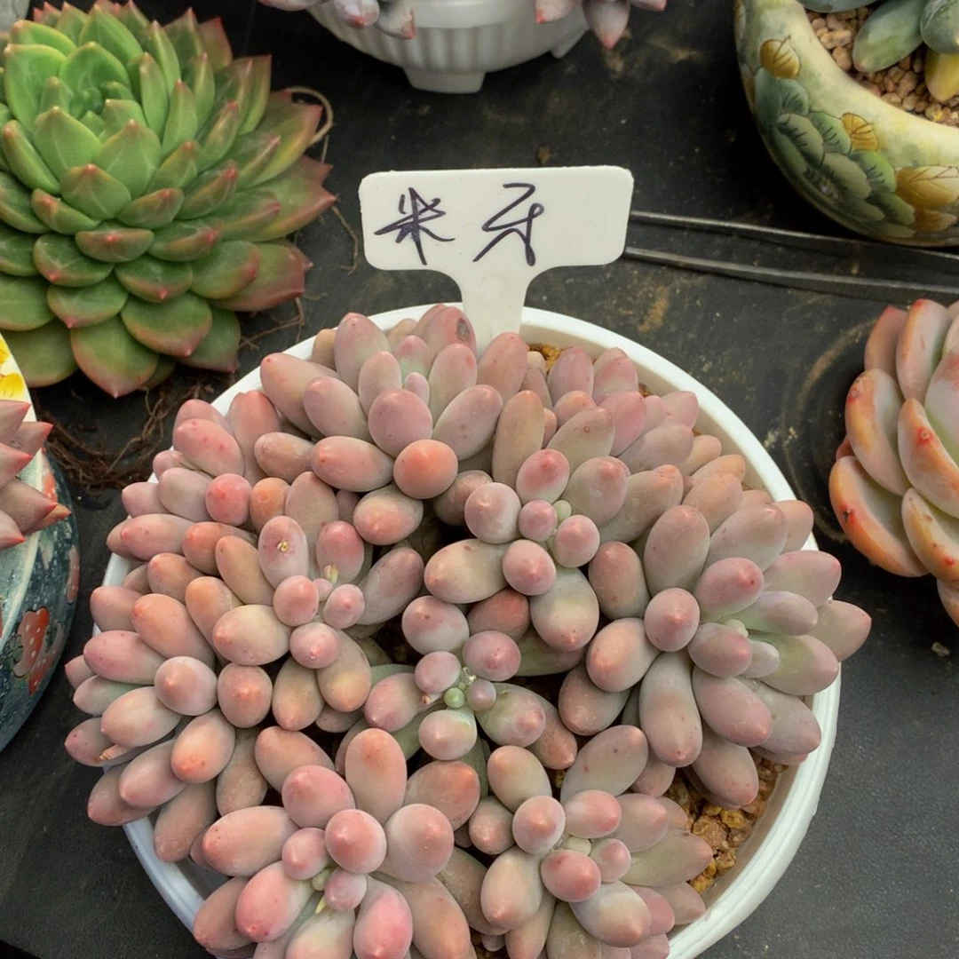 汤圆好看好看好看好看