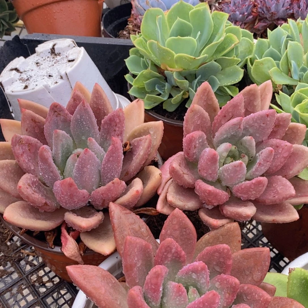 单头带仔桃花源三盆