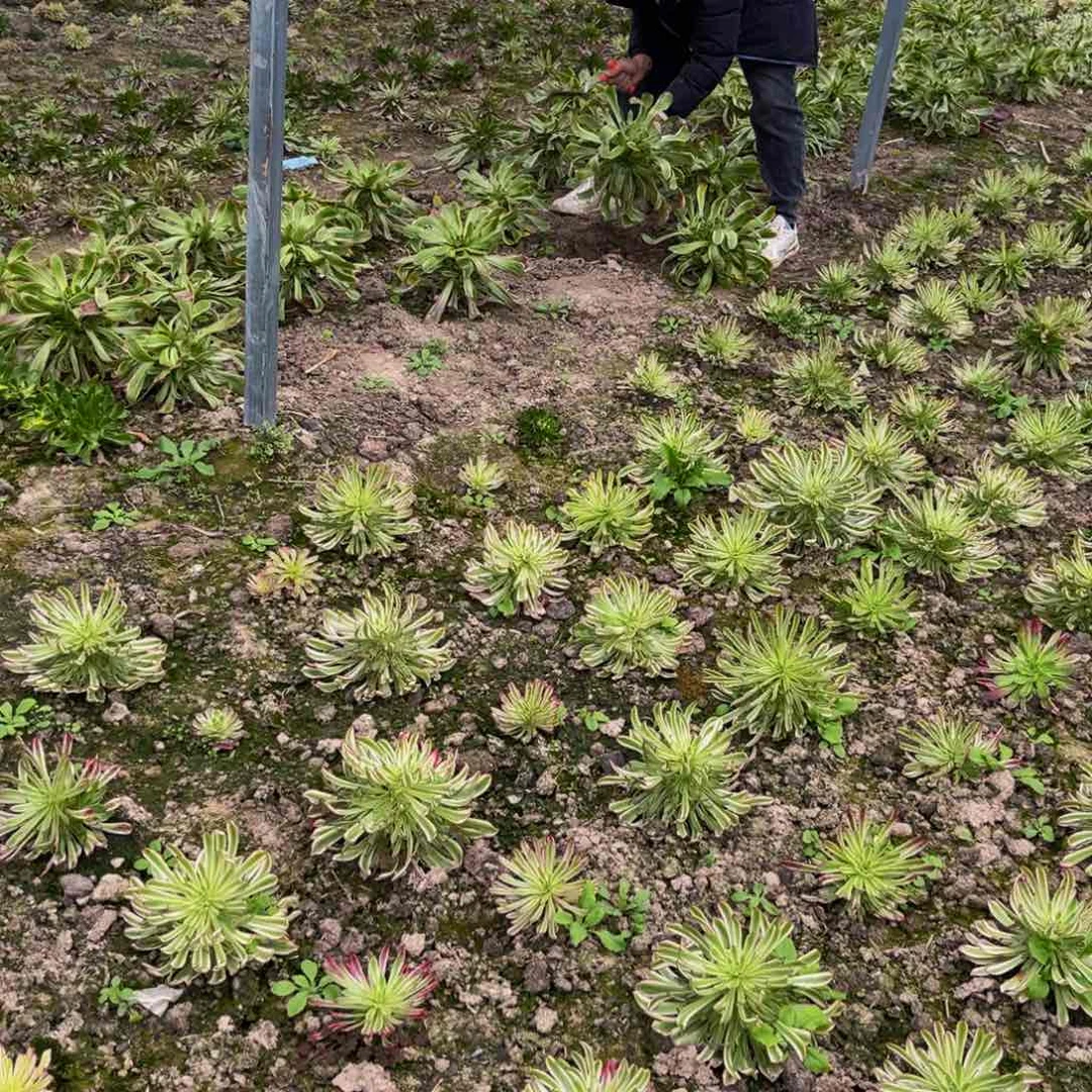 紫艳多肉植物捧花的