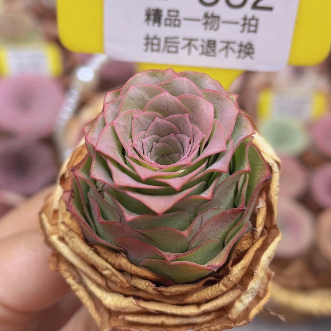 山地玫瑰Z532断枝不包损不售后