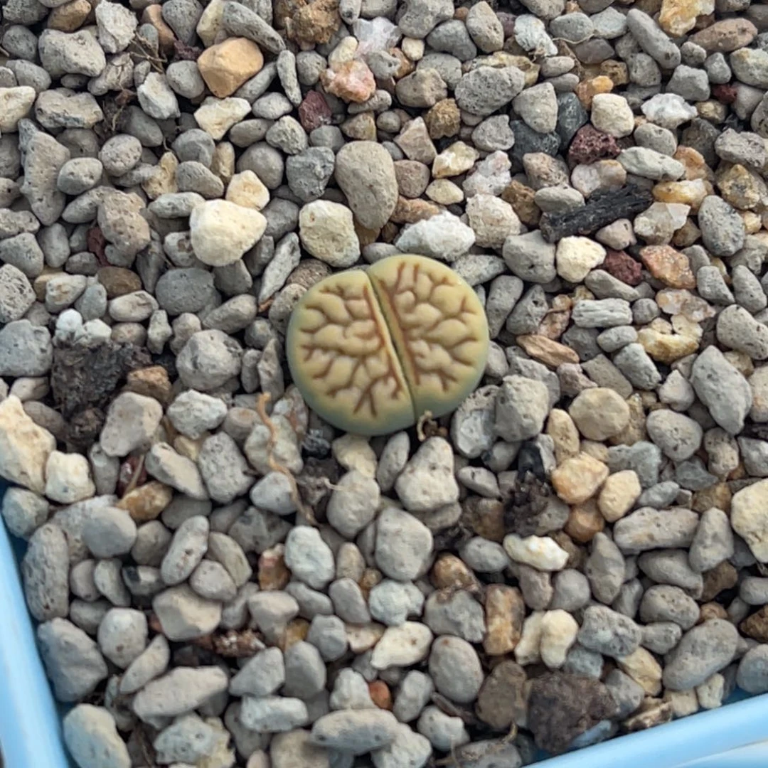 9740线纹奶菊一颗1.2