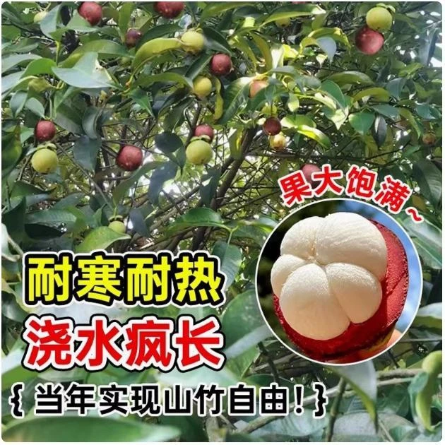 JL【当年结果】3年绿植盆栽山 竹盆栽/当年结果/