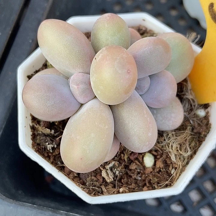 多肉植物蛋黄奶537多肉