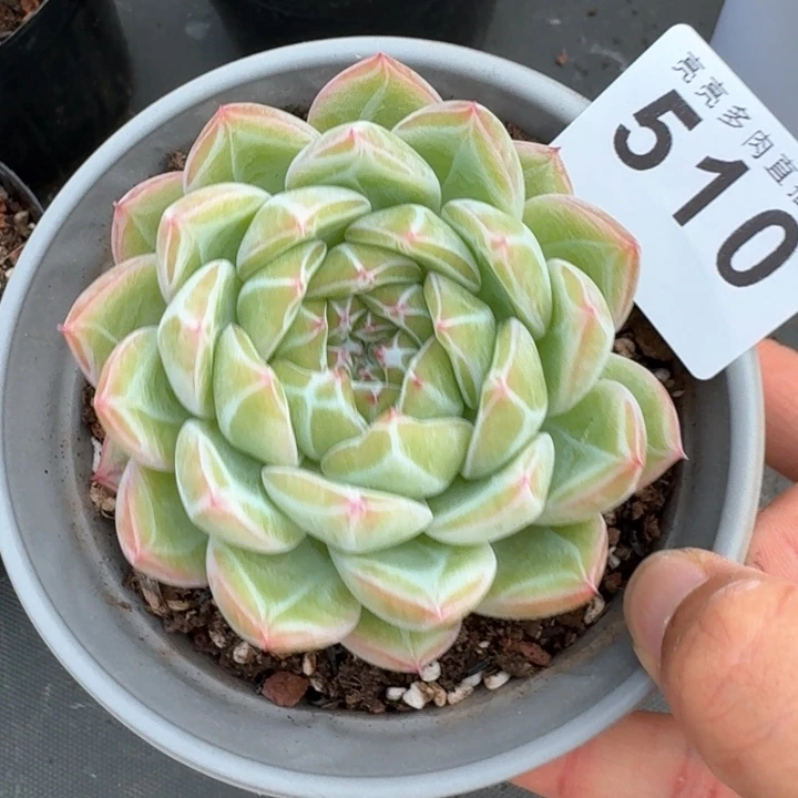 罗***敏雪花珍妮         今日新品上新多肉植物
