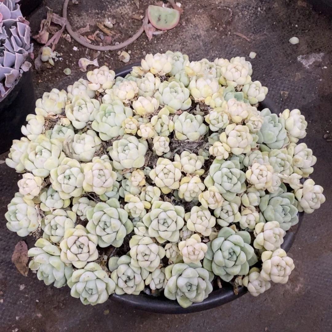 厚叶月影大盆整桩带盆土