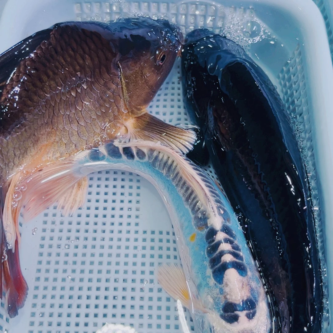 锦鲤锦鲤冷水鱼观赏604