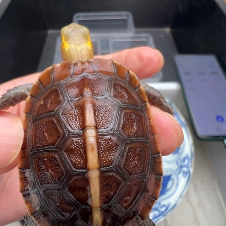 难***经我的心好痛啊我的天