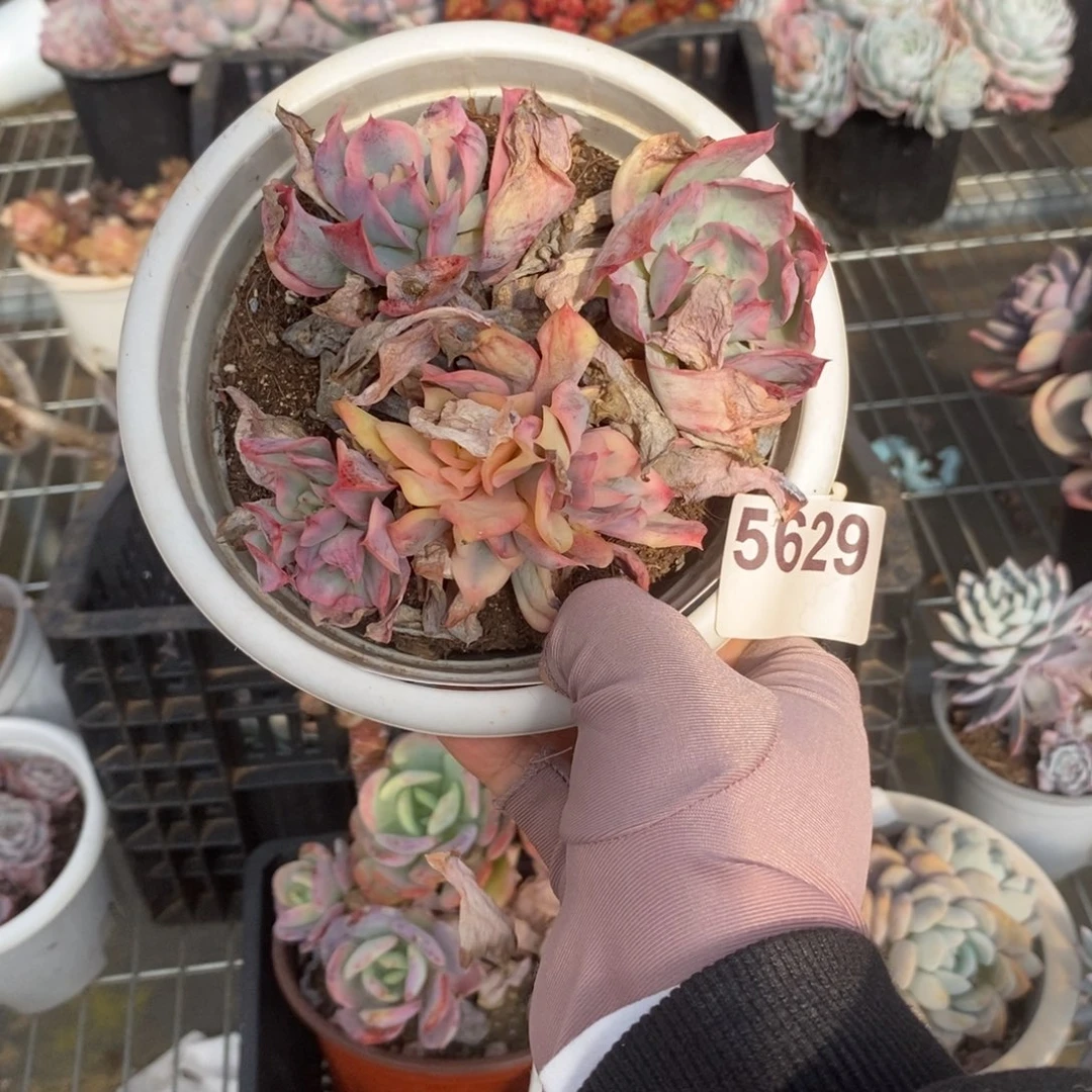 5629绮罗仙子锦一物一拍