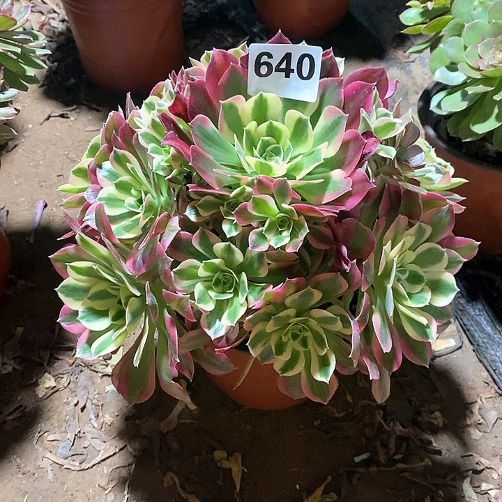 法师植物一物一拍640