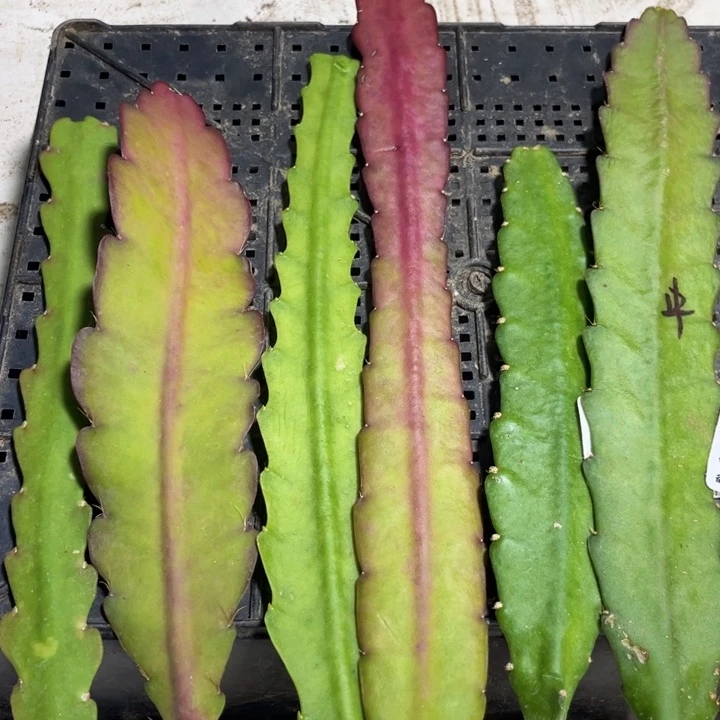 当前无花栽培后可以开花6色叶片