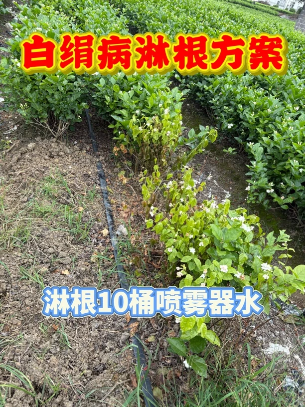 茉莉花白绢病淋根方案10桶水