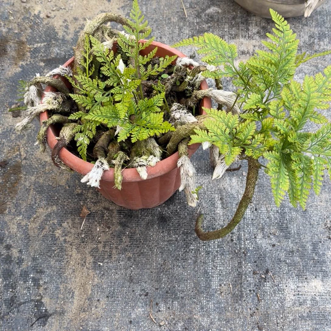 老***张完全开放盆栽盆栽