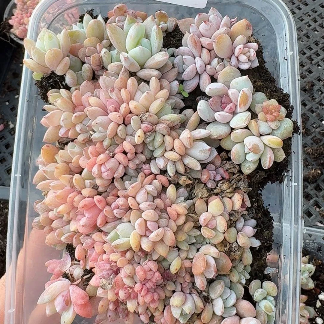 杂交新品珍妮多肉584