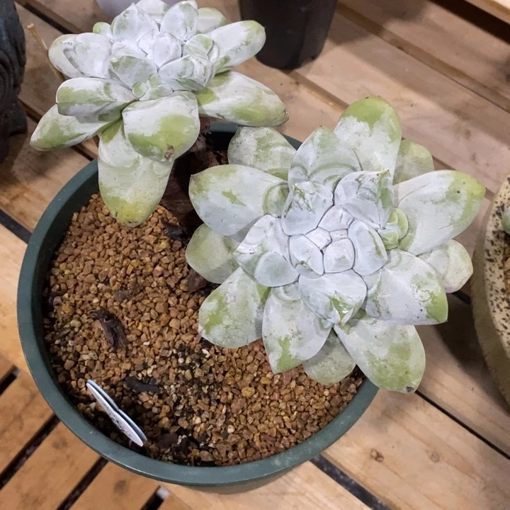 华***大脸拇指潜力股寄养，华